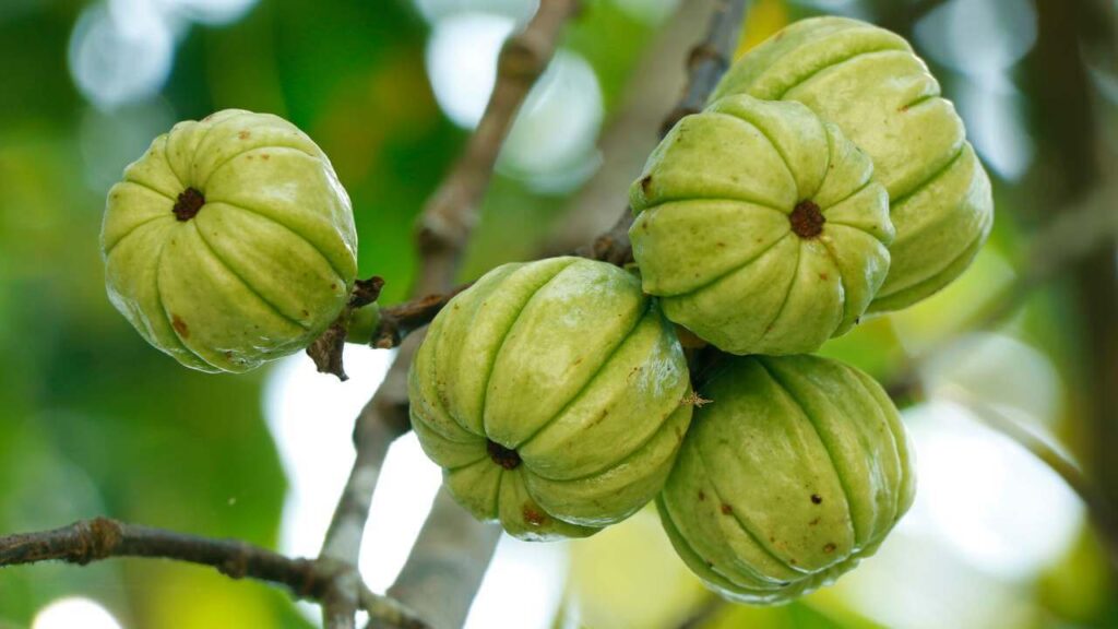 Garcinia cambogia for appetite suppression