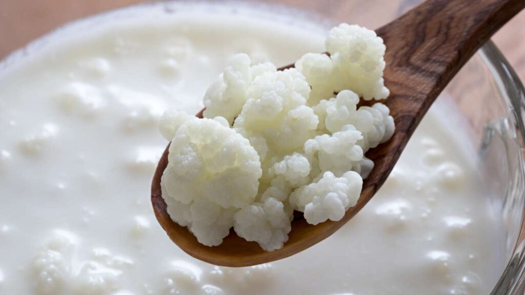 Kefir Grains